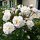 Саджанці кущової троянди Сноу Балет (Rose Snow Ballet), фото 4