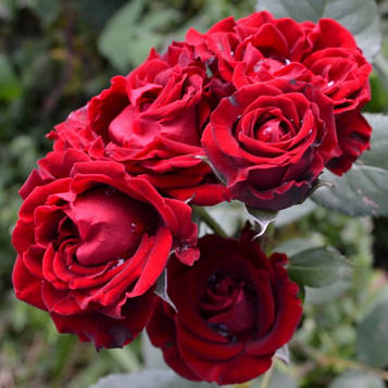 Саджанці троянди флорибунда Таманго (Rose Tamango)