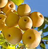 Груша Олимпик. (ВА-29). (вв)., фото 3