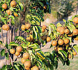 Груша Олимпик. (ВА-29). (вв)., фото 2