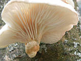 Міцеля (грибниця) ВЕШЕНКИ БІЛИЙ матковий зерновий біологічно висушений, фото 2