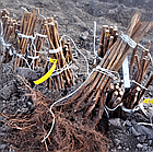 Саджанці ремонтантної малини Хімбо-Топ (Himbo-Top) - крупноплідна, врожайна, невибаглива, фото 7