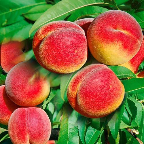 Саджанці персика Казка