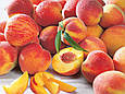 Саджанці персика Казка, фото 3