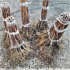 Саджанці Малини Атлант (малинове дерево) - ремонтантного терміну, крупноплідна, врожайна, фото 8