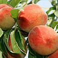 Саджанці персика Соковитий, фото 3