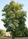 Бундук дводомний насіння (10 шт), канадський, кентукієве кавове дерево (10 шт) (лат. Gymnocládus dioicus), фото 5