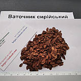 Ваточник сірійський насіння 10 грамів (прибл. 1500 шт) (Asclepias syriaca) ластівник ластівкова трава медонос, фото 2
