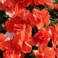 Семена профессиональные Бальзамин ампельный махровый Оранж Флеш AthenaF1Orange Flash - 5 семян Floranova
