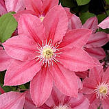 Клематис Little Mermaid (Русалочка) гір 0.8 л, фото 3