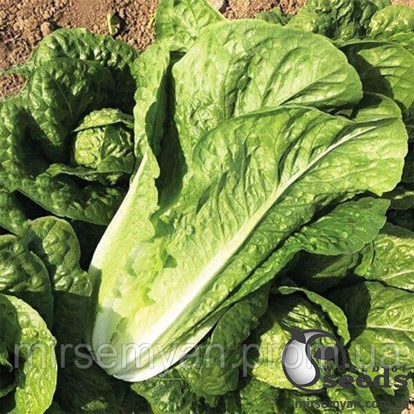 Салат Кілнсей 5000 насінин (Enza Zaden), фото 1