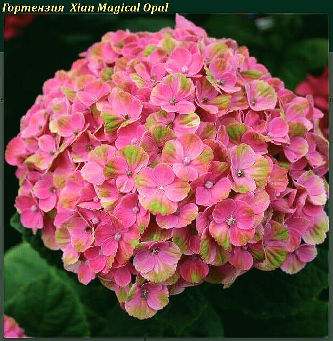 Гортензія крупнолистовая Xian Magical Opal 2год, фото 1