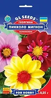 Насіння Жоржина Пікколо Мигнон (0,25 г) ТМ GL SEEDS For Hobby