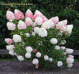 Гортензія метильчаста Living Pink&Rose с2, фото 2
