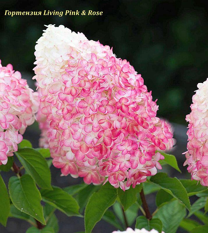 Гортензія метильчаста Living Pink&Rose с2