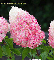 Гортензія метильчаста Living Pink&Rose р12