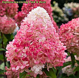 Гортензія метильчаста Living Pink&Rose с2, фото 3