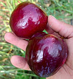 Слива Хіромі Ред /Hiromi Red/. (в). Підщепа евріка, фото 2