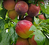 Слива Хіромі Ред /Hiromi Red/. (в). Підщепа евріка, фото 3