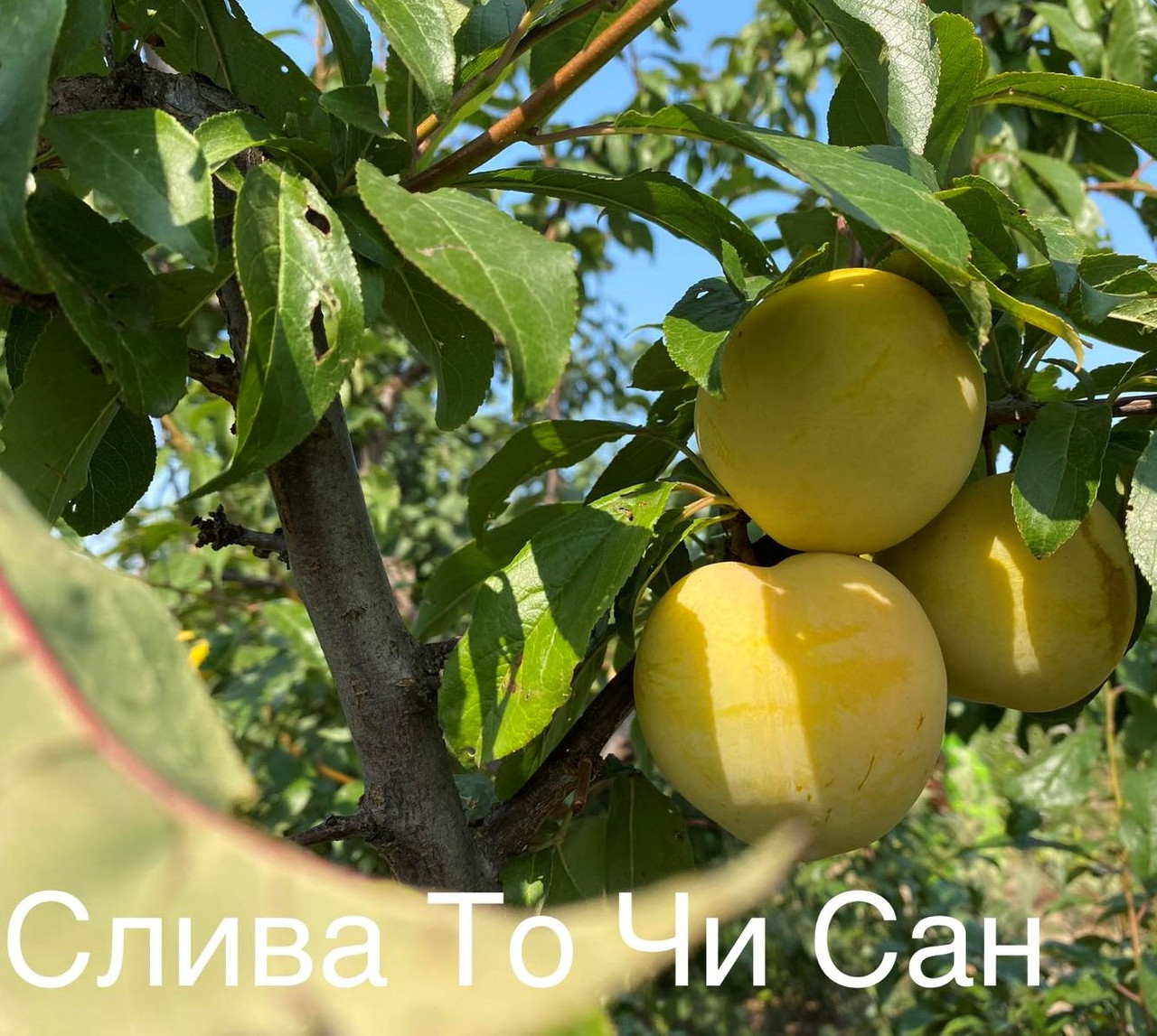 Слива диплоїдна То Чи Сан