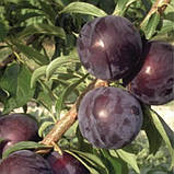 Слива Ерлі Квін (Early Queen). (в). Підщепа алича, фото 2