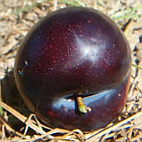 Слива Ерлі Квін (Early Queen). (в). Підщепа алича, фото 3