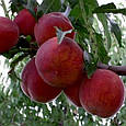 Саджанці персика Ерлі Хрест, фото 2