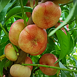 Нектарин Концеттіна. Підщепа пуміселект., фото 2