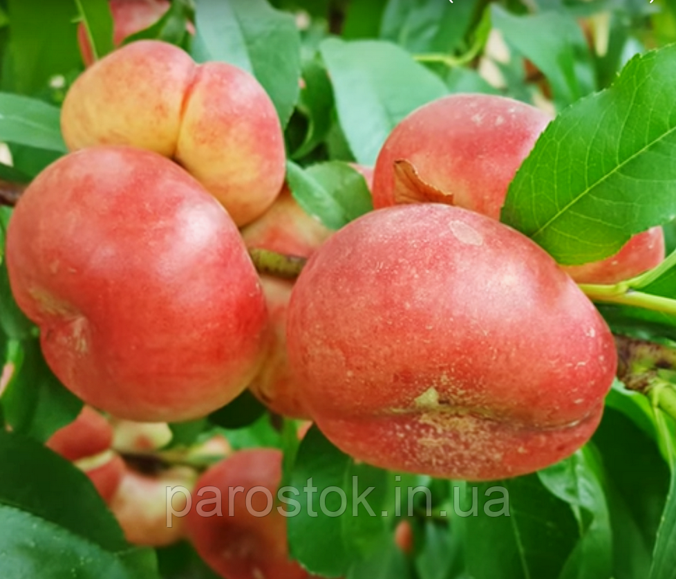 Нектарин Концеттіна. Підщепа пуміселект., фото 1