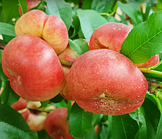 Нектарин Концеттіна. Підщепа пуміселект.