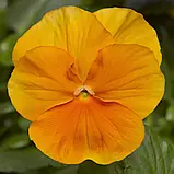 Віола Помаранчеве диво 20шт, фото 2