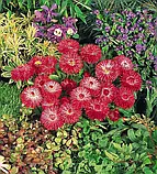 Маргаритка Хабанера 20 драже, фото 3