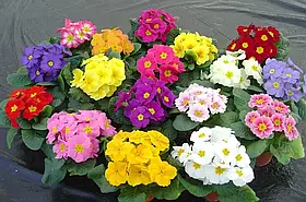 Примула великоквіткова Піонер F1 10 шт