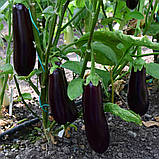 Насіння баклажану Честер F1 20 шт. Ergon seeds, фото 2