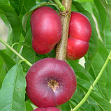 Нектарин Донат. Підщепа пуміселект. (вв), фото 2