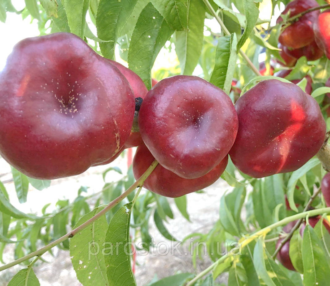 Нектарин Донат. Підщепа пуміселект. (вв), фото 1