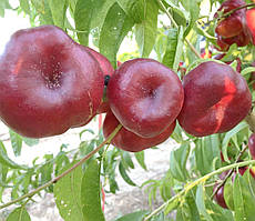 Нектарин Донат. Підщепа пуміселект.