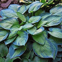 Хоста Blue Shadows кореневище 5 шт.