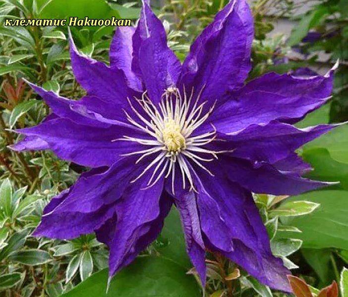Клематис Hakuookan (Хакуокан) гір 0.8 л, фото 1