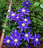 Клематис Hakuookan (Хакуокан) гір 0.8 л, фото 3