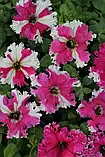 Петунія Каркулка 20шт, фото 2