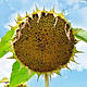 Насіння соняшника гібрид АРКОНА (преміум), фото 5