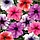 Петунія грандифлора Тритуния F1 20шт суміш / Syngenta Flowers, фото 3