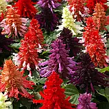 Сальвія блискуча Фарао суміш 0.1г, фото 2