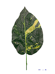 15 Штучний лист дифинбахії 50 см
