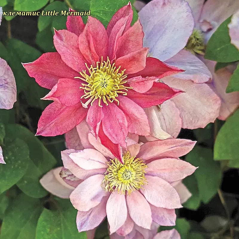 Клематис Little Mermaid (Русалочка) гір 0.8 л, фото 1