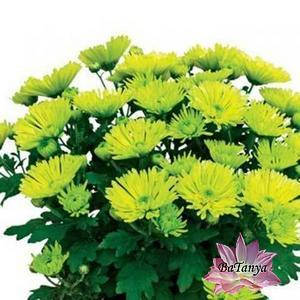 Хризантема Грін Валей (зкс)