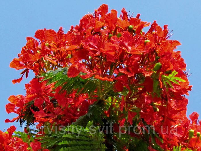 Делоникс королевский - Delonix regia - Огненное дерево семена, бонсай красивоцветущие 2 шт - фото 2 - id-p1551553954