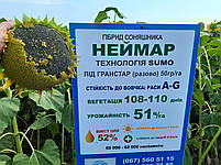 Насіння соняшника Неймар 43ц/га. Гібрид під гранстар Неймар. Стійка до семи рас вовчка A-G, фото 10
