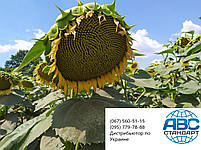 Сорт кондитерського соняшника Геркулес. Соняшник Геркулес 40ц/га. Насіння соняшника Геркулес A-G, фото 7